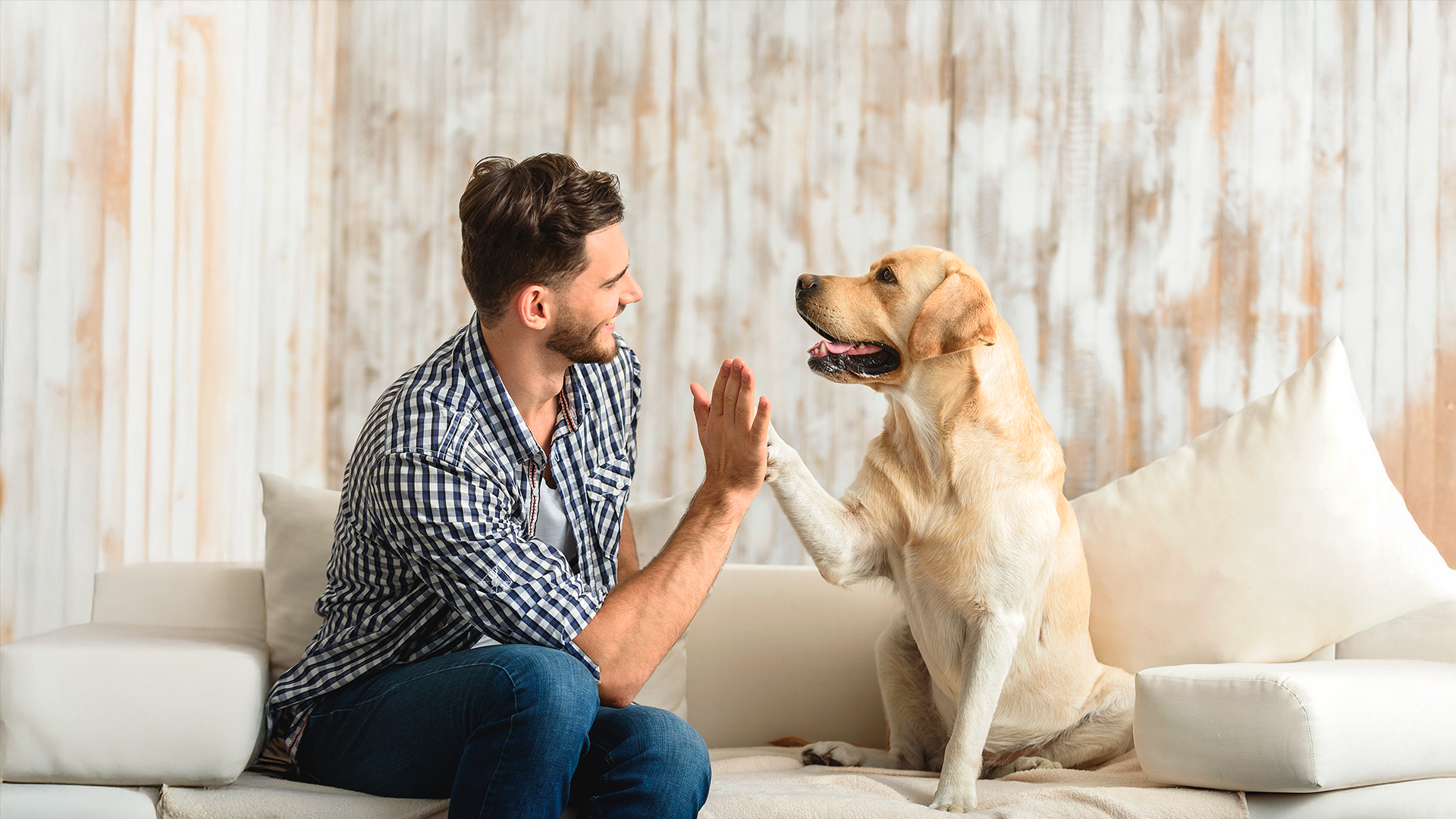 Imagen ilustrativa. Perro labrador tocando la pata con mano de hombre joven. Día Mundial del Perro 2025.