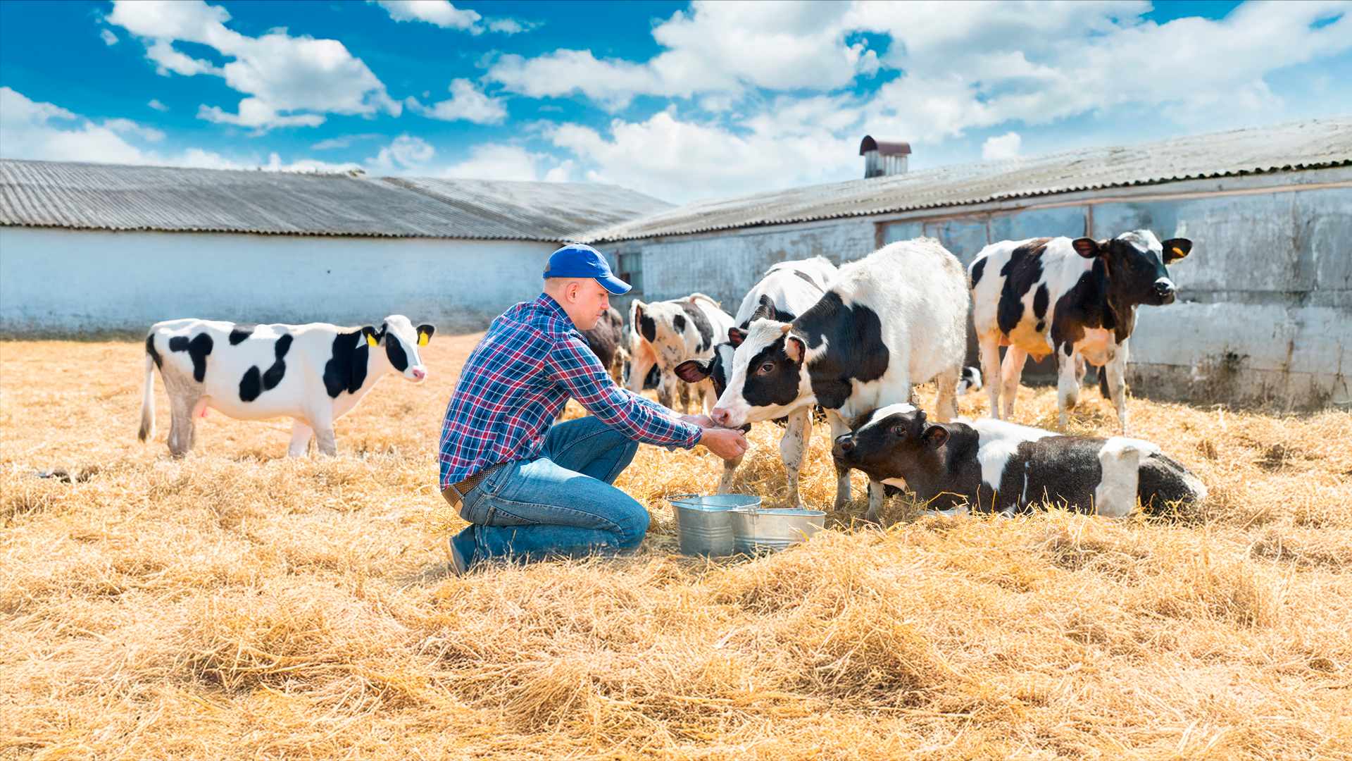 Imagen ilustrativa. Ganadero alimenta vacas lecheras en patio con heno. ENA 2024. Ganado.